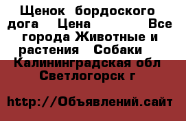 Щенок  бордоского  дога. › Цена ­ 60 000 - Все города Животные и растения » Собаки   . Калининградская обл.,Светлогорск г.